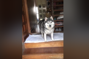 必死すぎて可愛すぎる！ハスキー犬の盛大なお出迎え動画がTwitterで話題に