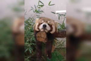 落ちそうで落ちない器用な寝姿…木の上でこっくりするレッサーパンダがかわいい