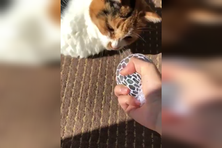 ニャンだこりゃ!?不思議なおもちゃにびっくりした猫ちゃんの反応がかわいい