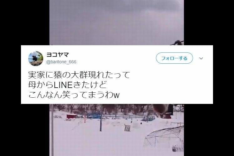 思ってたんとちゃう！(笑)「猿の大群現れた」と実家の母から送られてきた動画を見ると…