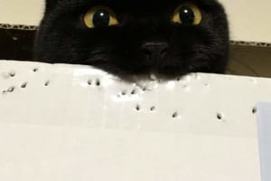 我が家にも欲しい！ダンボール専用の『穴開けパンチ』が最高に可愛い♡