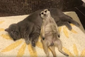 一緒に住むニャンコを枕にして横になるミーアキャット 気持ち良くなってきて最後には…