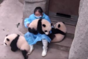 子パンダから大人気の飼育員…甘えてくる子パンダを一度は突き放すものの最後には…