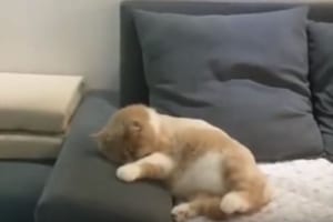 夢の中で自転車をこいでいる！？足をフル回転したあげくにバタッと止まったニャンコ