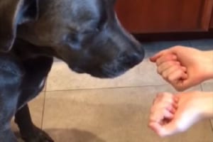 おやつの入っている手を見事に当てたワンコ…しかし、その直後にショッキングな展開が待っていた！