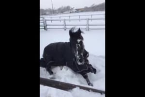 雪でテンションが上がったお馬さん、友達の馬が盛大にすっ転んだのを見て「え？あいつ…うそやん…」