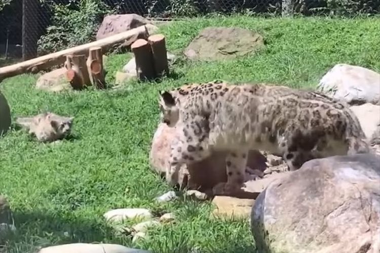 「あ~ビックリした~」こっそり忍び寄るユキヒョウの子供にママが驚いて、すごい跳躍を見せる!