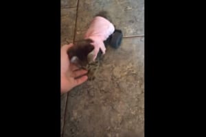 後ろ足が不自由で歩けず、悲しそうにしていた子猫…その姿を見た少年が“子猫用の車椅子”を作る