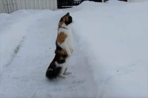 雪景色を見て驚き過ぎたニャンコ…まるで人間のように直立で一面を見渡す姿がかわいすぎる！