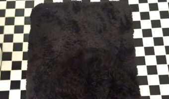 みんな画面を振ってみて!スマホを揺らすとカーペット揺れて見える錯視画像!あれ?カーペットの上にないかいる?