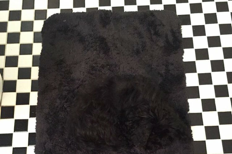 みんな画面を振ってみて！スマホを揺らすとカーペット揺れて見える錯視画像！あれ？カーペットの上にないかいる？