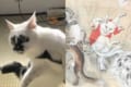 妖怪猫又が現実に！？河鍋暁斎の作品みたいなポーズをする猫ちゃんが話題