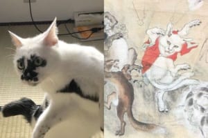 妖怪猫又が現実に！？河鍋暁斎の作品みたいなポーズをする猫ちゃんが話題