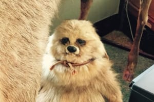 これはタヌキなのかな...？鹿の足元に飾られている謎の剥製にTwitterで大盛り上がり