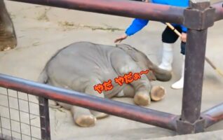 飼育員さんに注意され、鼻をくわえてひっくり返って駄々こねちゃう子ゾウが可愛すぎる♪
