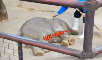 飼育員さんに注意され、鼻をくわえてひっくり返って駄々こねちゃう子ゾウが可愛すぎる♪
