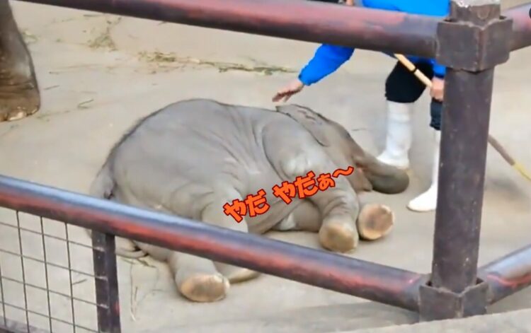 飼育員さんに注意され、鼻をくわえてひっくり返って駄々こねちゃう子ゾウが可愛すぎる♪