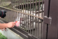 私だってネコ科なんだもの!猛獣に猫の大好物「CIAOちゅ〜る」をあげてみたら骨抜きになってた(笑)