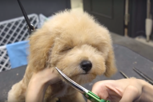 これは延々と観ていられる！初めてのトリミングを経験するプードルの癒し動画