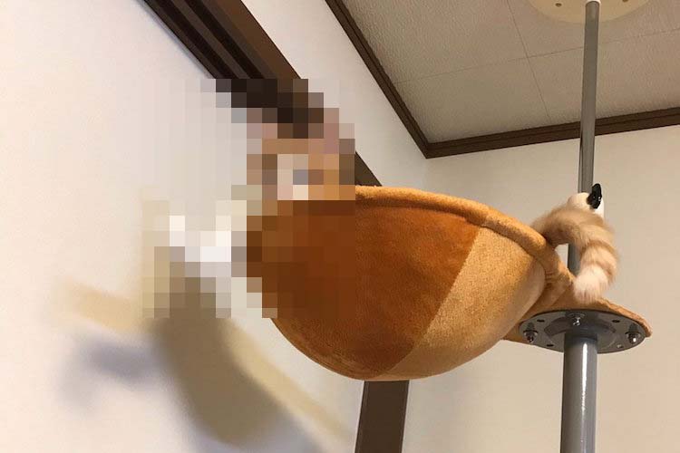 かかってこいにゃー!突然、力を誇示してきた猫ちゃんの写真がおもろカワイイ