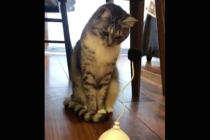 「別にこんなんではしゃがねぇし！」喜ぶかと思って買った新しいおもちゃに無反応な猫ちゃん