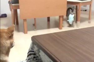 あれ？中身入れ替わった？行動がまるで逆なイヌとネコの動画に思わずクスッ！