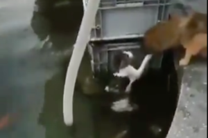 池に落ちた猫ちゃんを我を顧みずに救出する、ワンちゃんの姿に感動