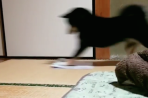 え、えぇー！？雑巾がけをする働き者のわんちゃんに思わず二度見！