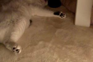 "史上最強"の寒波の中、コタツの中を覗いてみたら...