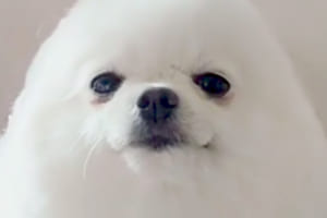 ヘアカットされるアザラシのような犬をフィギュア化！よく見たらハンプティダンプティみたい（笑）