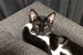 吾輩はネコである!頬杖をつきながら、足を組んでソファーでくつろぐネコが可愛い♪