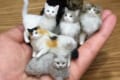 小さくても本物そっくり！指先に乗るネコ、花びらに隠れるリスなどの創作人形が可愛い♪