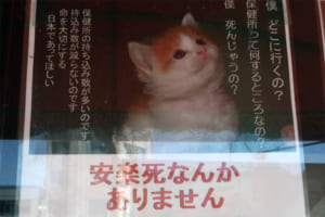 それでもあなたは保健所に連れて行きますか？動物の命の大切さを訴えるポスターが話題に
