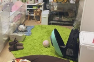 うさぎに飼われている！？人間が閉じ込められているような部屋が面白すぎ！