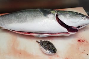 ブリがハリセンボンを喉に詰まらせた！？水揚げしてびっくりのお魚事件