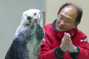 なんとも癒される名コンビ。微笑ましすぎるラッコと飼育員さんのやりとり