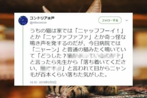 そらそうだ (笑)病院に連れて行った猫が『よそいきの声』で鳴くので、ツッコミを入れたところ…(笑)