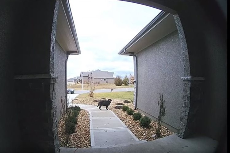 猛ダッシュで突然やってきてワンコを飛び越えたシカ…一体何があった!?