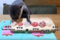 誕生日プレゼントの刺身盛に大興奮!コツメカワウソのコタローくんが可愛すぎる♪