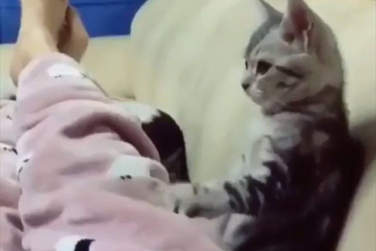 飼い主さんにマッサージをするニャンコ。テレビに夢中になって前足の動きが止まると…