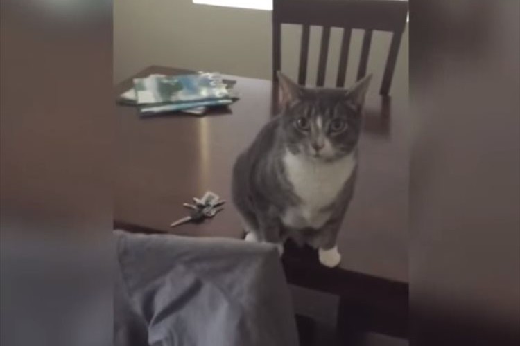 出かけるのも一苦労!?飼い主さんが外出しようとする時、家の鍵を渡すまいと死守するニャンコ