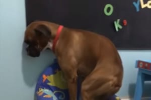 子供用の小さな椅子に、なんとかして座ろうとする大型犬…その様子が微笑ましい♪