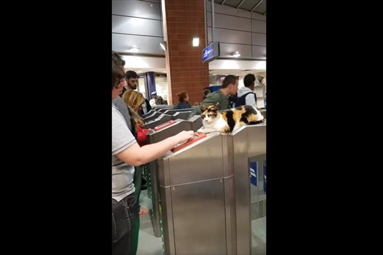 「まるで駅員のようだね」駅の改札に鎮座して人々を迎えるニャンコが可愛らしい♪