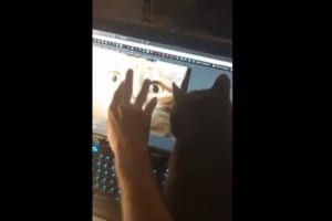 画面に映る猫をナデナデすると…ジェラシーを感じた飼い猫が激おこ→まるでコントみたいな展開に！？