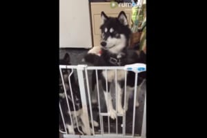 ハスキー犬の前では無力だった…ケージを設置するも、様々な方法で次々に脱出されちゃった