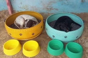 古びたタイヤを犬猫のベッドに… 廃タイヤの有効活用にもなる素敵なアイディアが話題に！