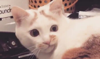 腹立つぅぅ!けどかわいくてなんだか憎めない!ニヒルに笑う猫の表情をとらえた動画に思わずクスッ
