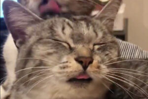 どんだけ気持ちいいの（笑）猫ちゃんが至福の表情を浮かべる理由とは？