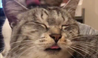 どんだけ気持ちいいの（笑）猫ちゃんが至福の表情を浮かべる理由とは？