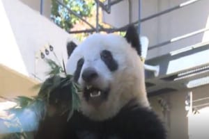 上野動物園のシャンシャンに悲劇が...！いったい何があった！？